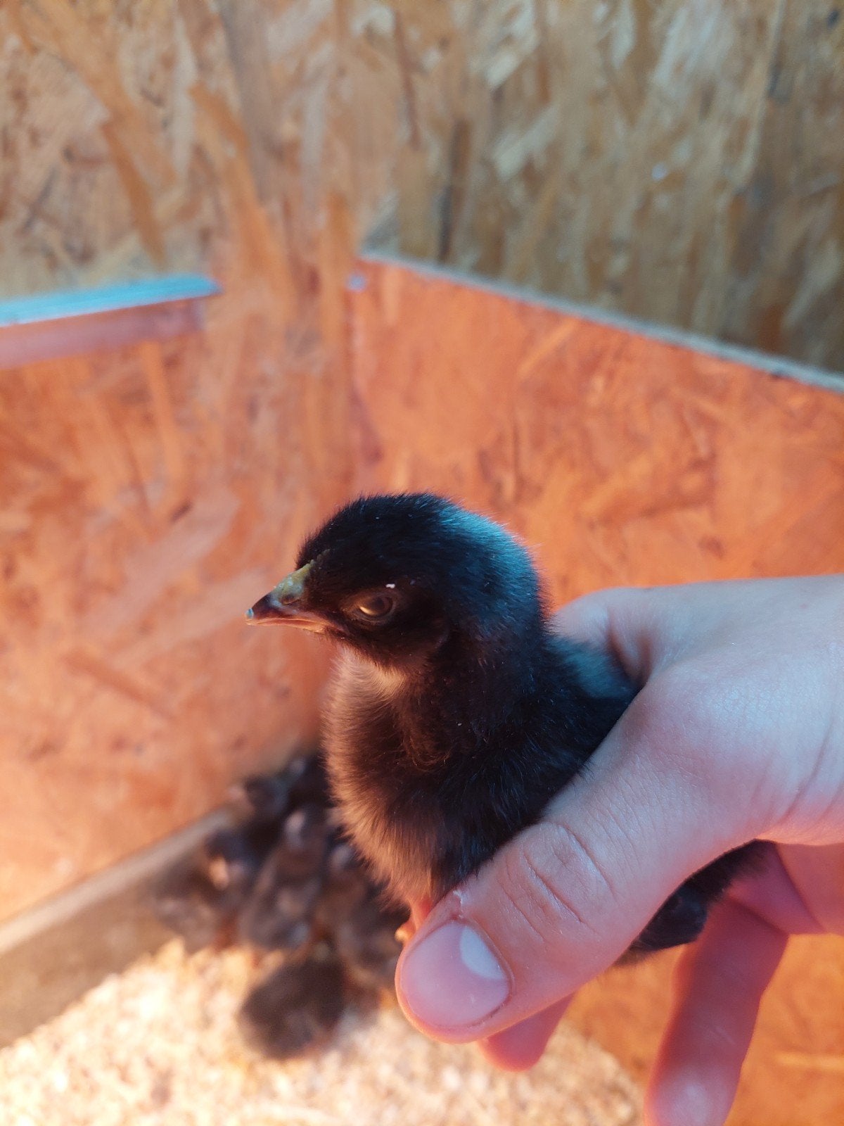Prachtige amrock kuikens, Dieren en Toebehoren, Vogels | Overige Vogels, Meerdere dieren