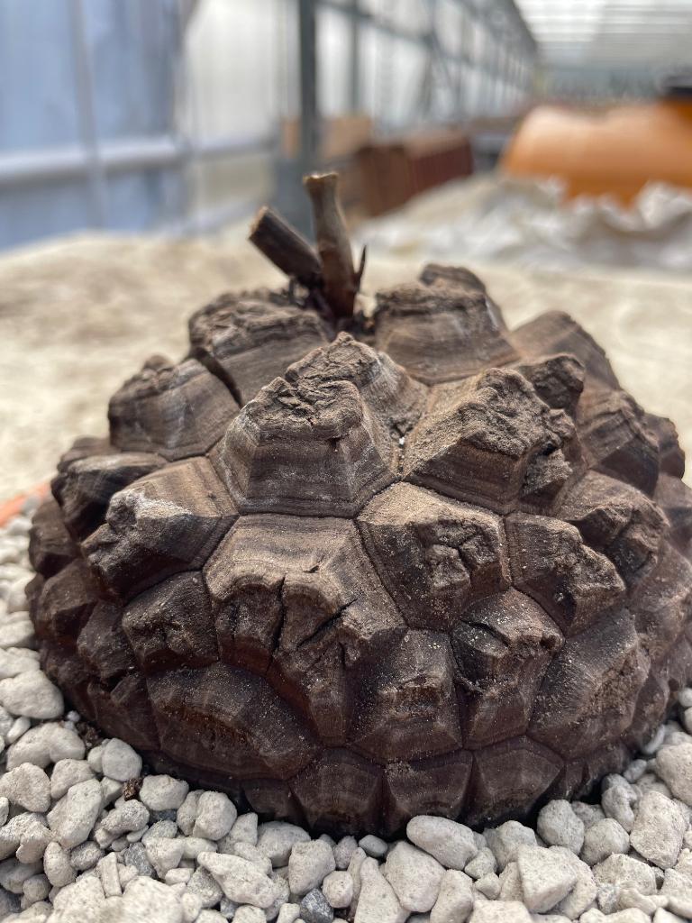 Caudex plant Dioscorea Elephantipes var Montana potmaat 19cm, Huis en Inrichting, Overige soorten, Ophalen of Verzenden, In pot