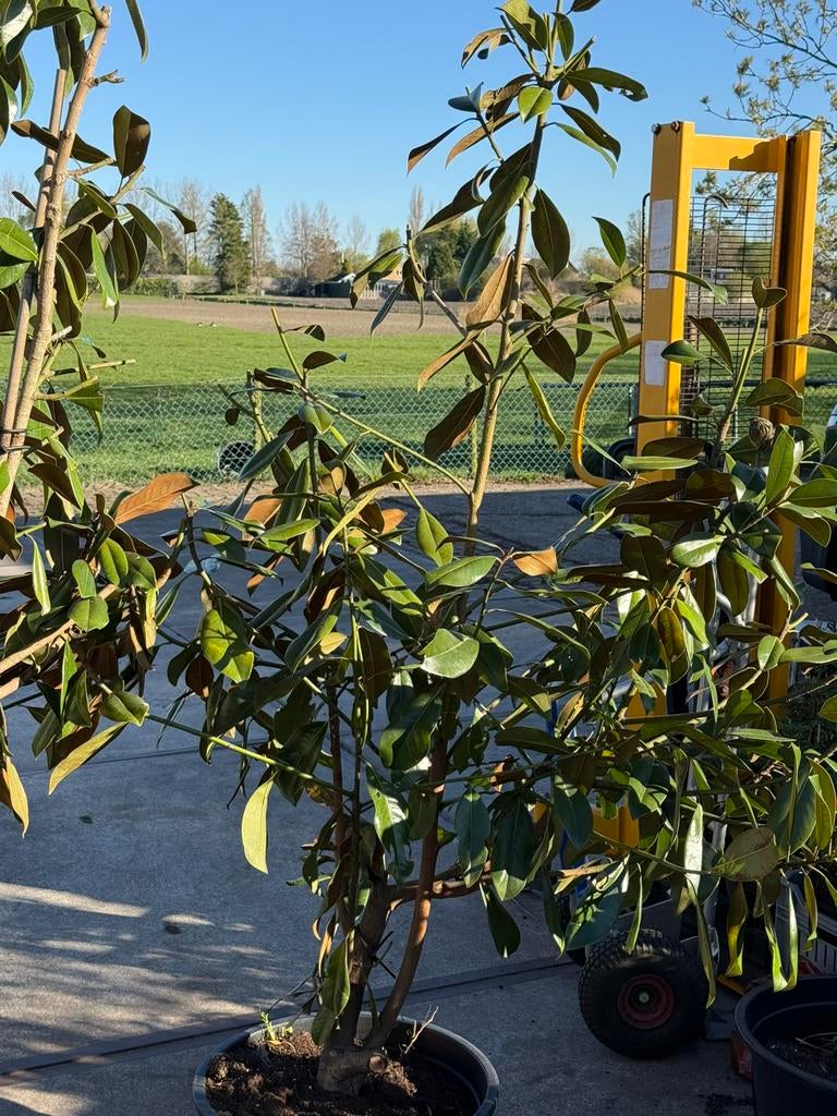 Magnolia grandiflora grote stuiken  lopen volop uit super, Ophalen, Overige soorten, Struik, 100 tot 250 cm