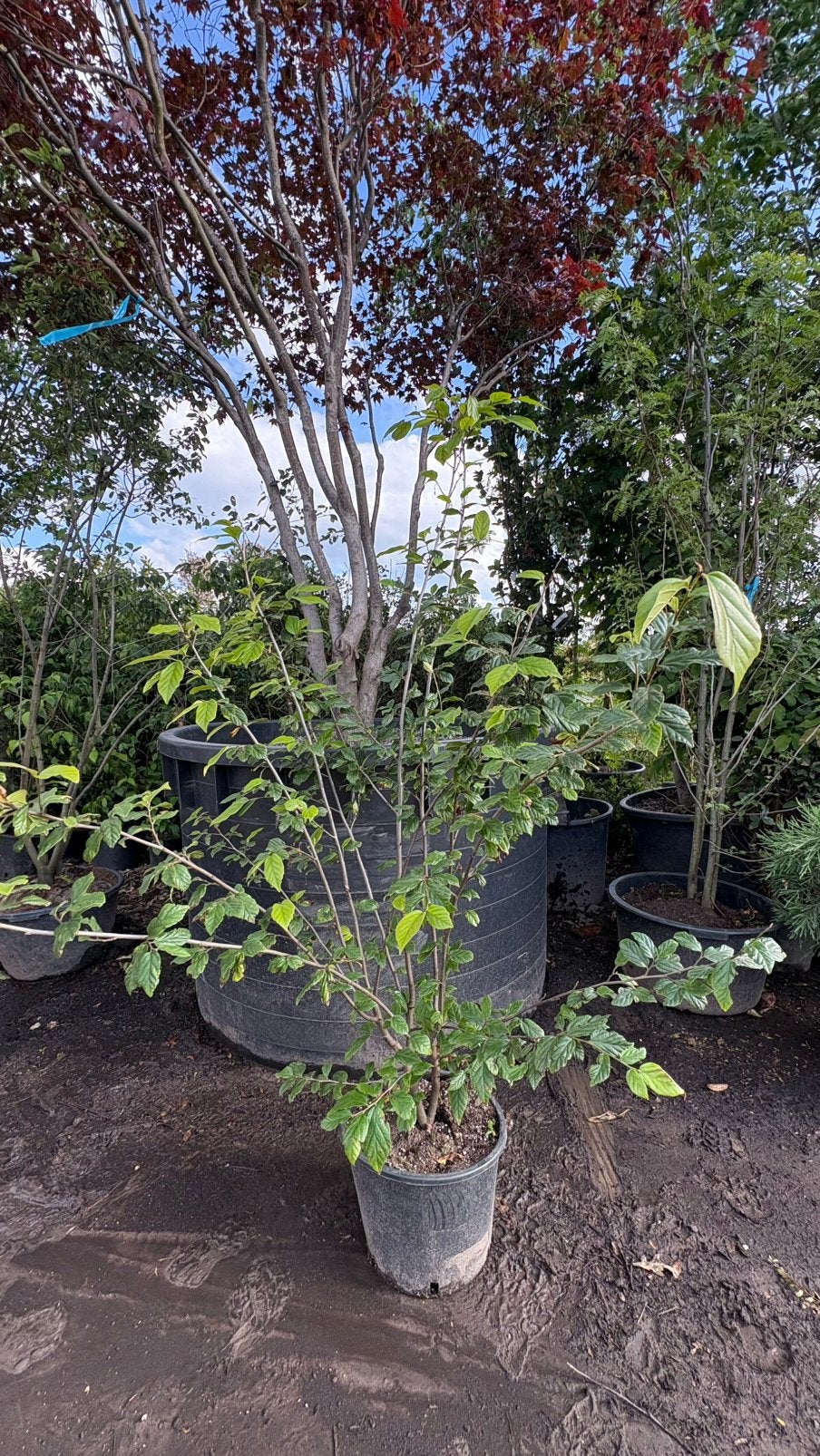 sycoparrotia semidecidua purple haze | meerstammig, Ophalen of Verzenden, Overige soorten, Minder dan 100 cm