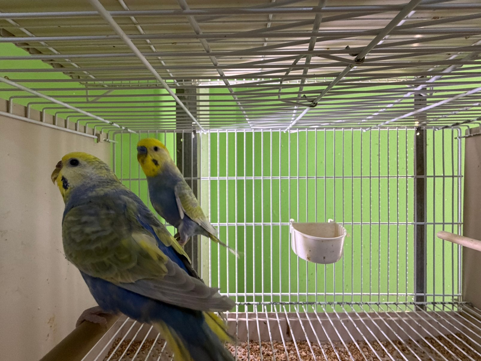 Grasparkieten Koppel, Meerdere dieren, Parkiet