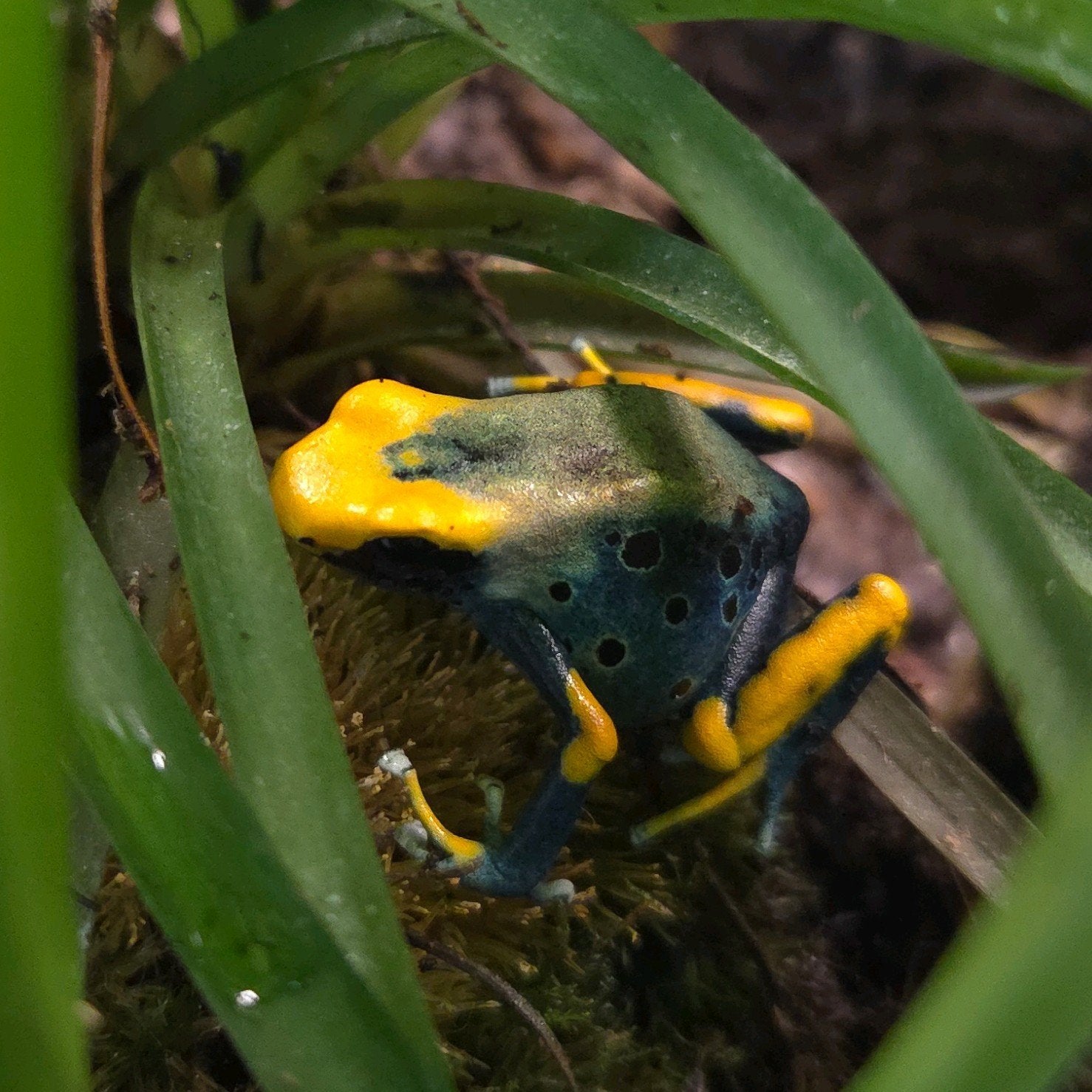 Gifkikkers Tumucumaque Frog photo 2