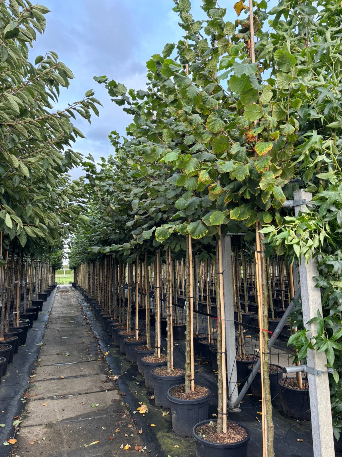 Corylus avellana – Hazelaar, In pot, Bloeit niet, Halfschaduw, 250 tot 400 cm