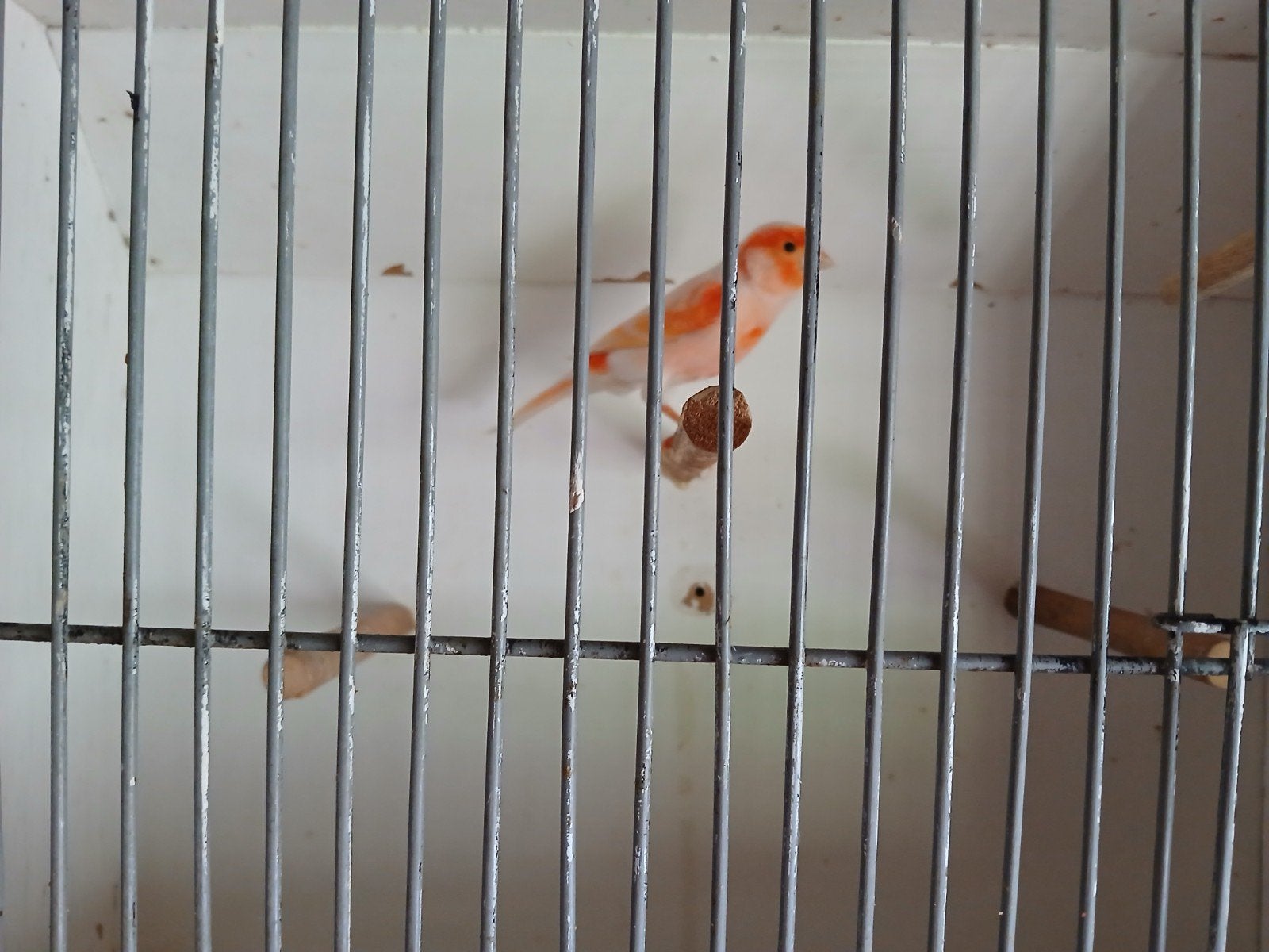 Vogels kanaries., Dieren en Toebehoren, Vogels | Kanaries, Mannelijk, Kleurkanarie