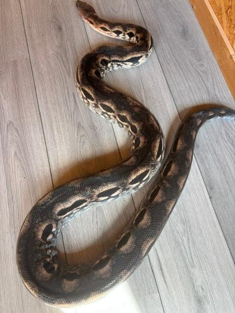Boa Acrantophis Madagascariensis, Dieren en Toebehoren, Slang, 3 tot 6 jaar