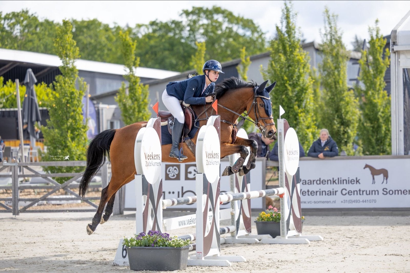 Top schoolmaster, Springpaard, Met stamboom, Ruin, L