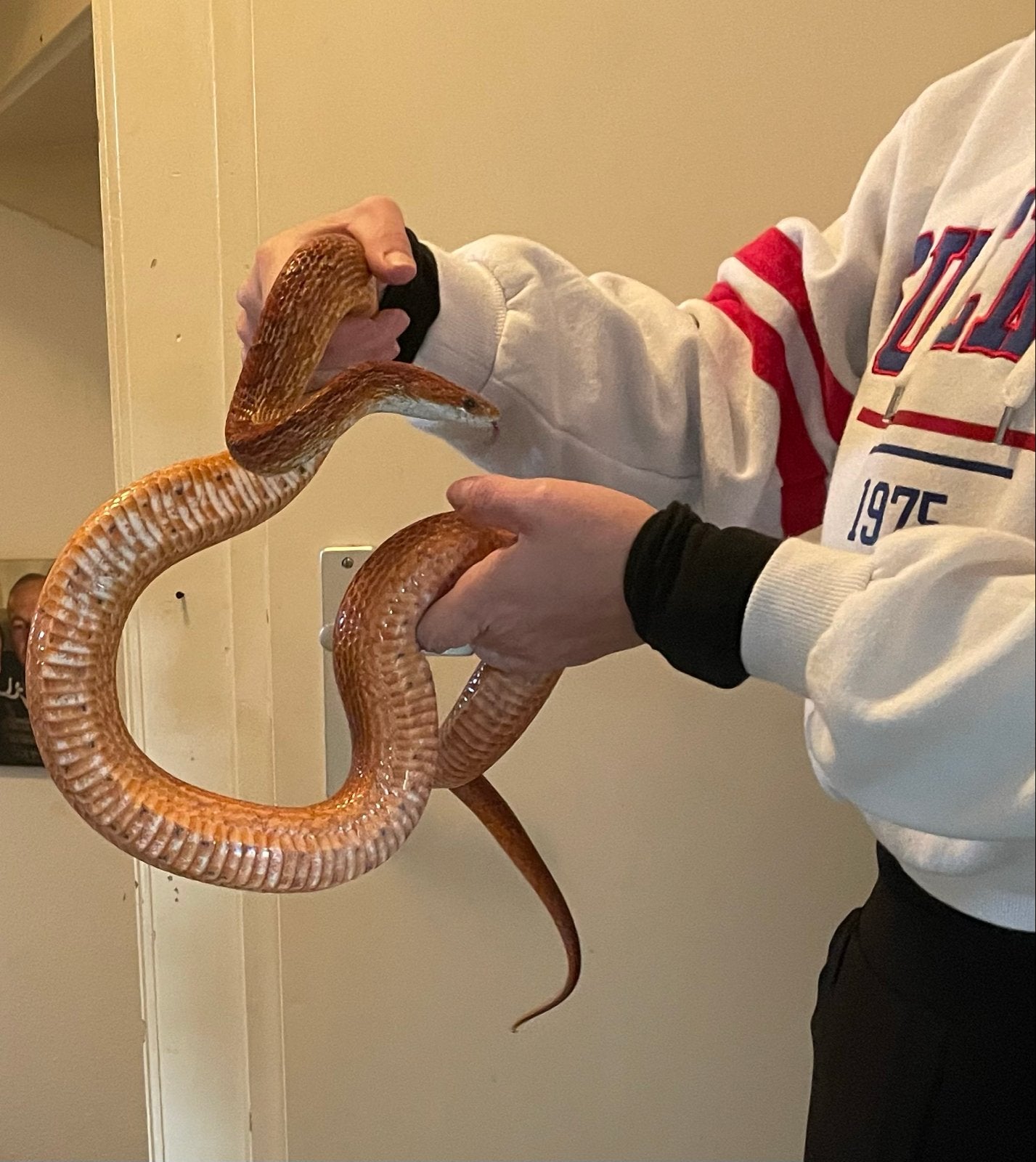 Koppel rattenslangen met terrarium Rat Snake photo 8