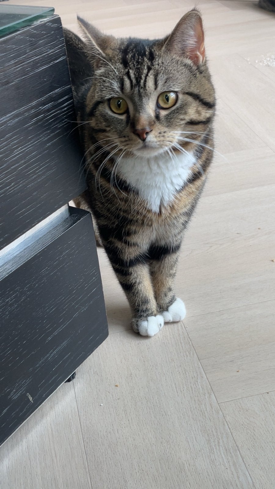 Kater half Brits, Ophalen