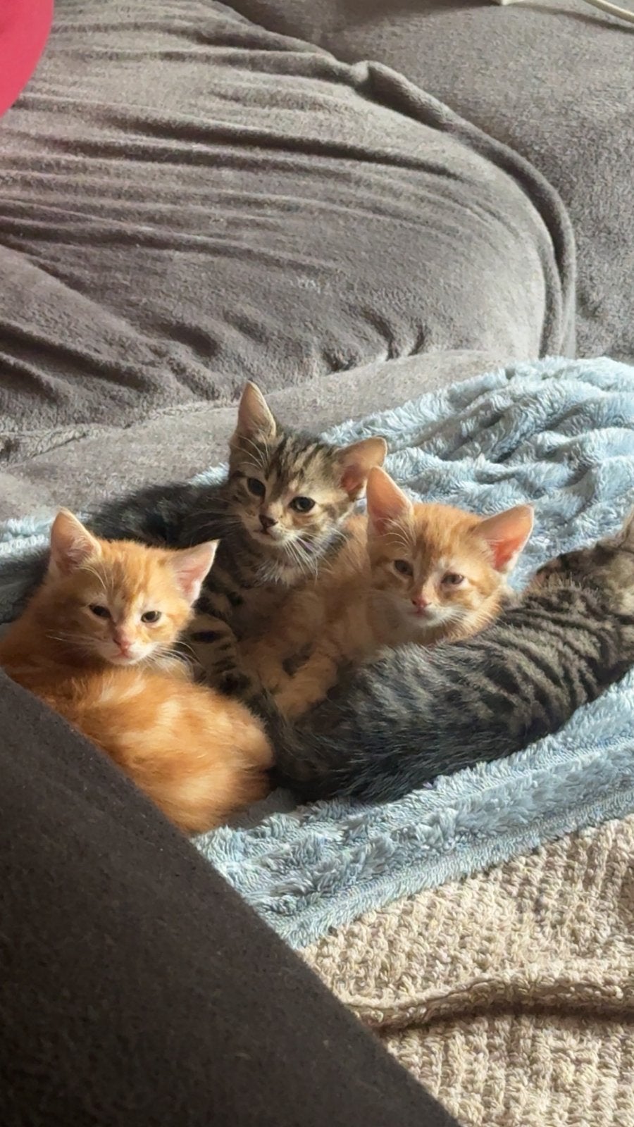 4 Lieve Rode Poezenkittens zoeken een Gouden Mandje 🐾, Dieren en Toebehoren, Poes, Kortharig, 0 tot 2 jaar