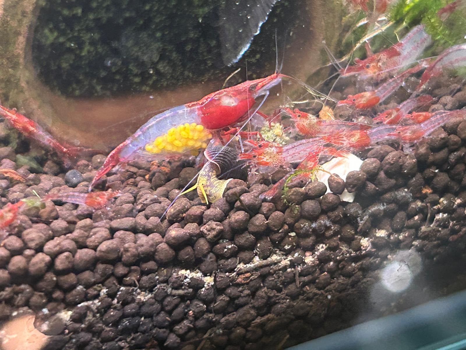 Rode rilli garnalen, Dieren en Toebehoren, Vissen | Aquariumvissen, Kreeft, Krab of Garnaal