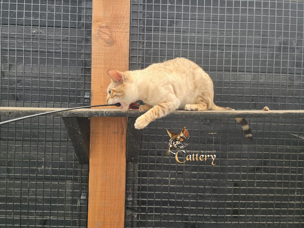 Bengaal Poes, Poes, Met stamboom, 3 tot 5 jaar