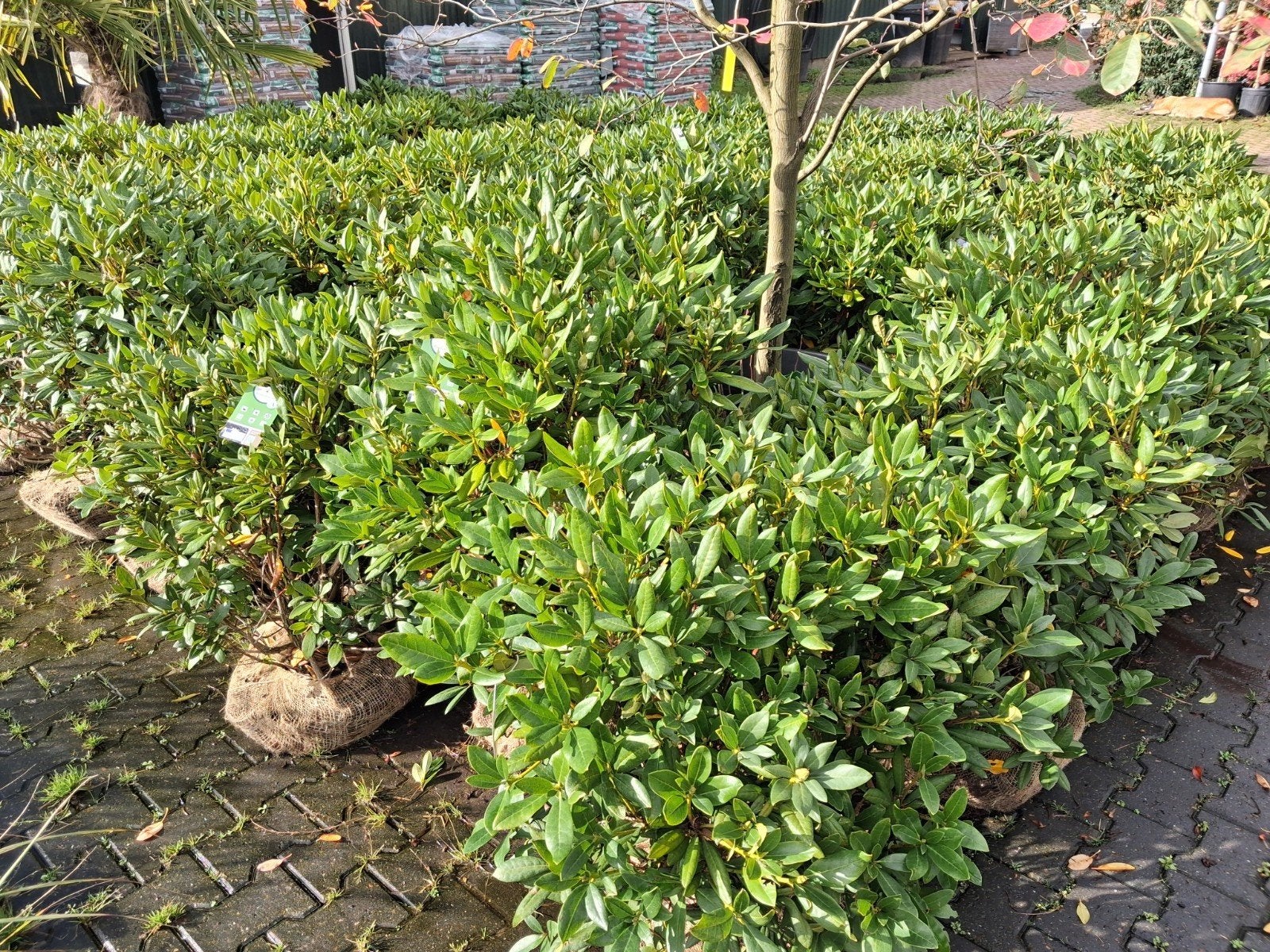 Rhododendron Cunningham's White 80-100 cm, Tuin en Terras, Ophalen of Verzenden, Rhododendron, Struik, 100 tot 250 cm