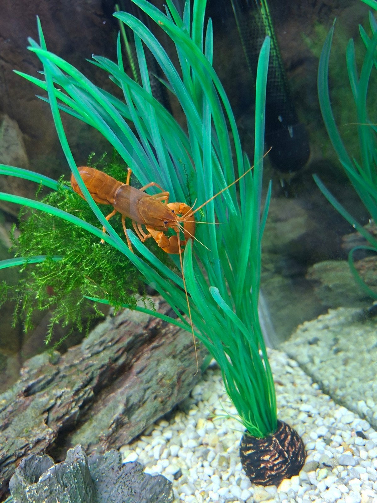 Cherax sp orangetip, Dieren en Toebehoren, Vis