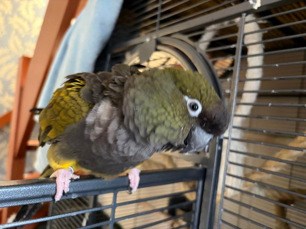 Patagonische rotsparkiet evt met kooi, Dieren en Toebehoren, Vogels | Parkieten en Papegaaien, Vrouwelijk, Papegaai