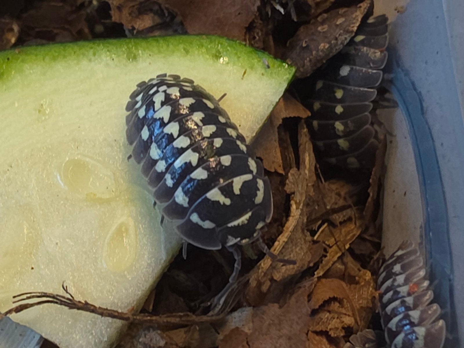 Armadillidium gestroi 'White spot/Zinger', Overige soorten