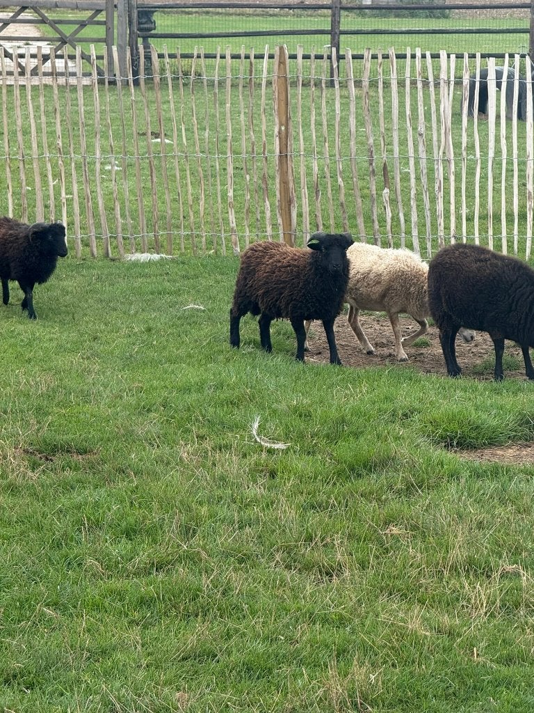 Quessant schaap Ooi en Ram, Dieren en Toebehoren, Schapen, Geiten en Varkens, Meerdere dieren, Schaap, 0 tot 2 jaar