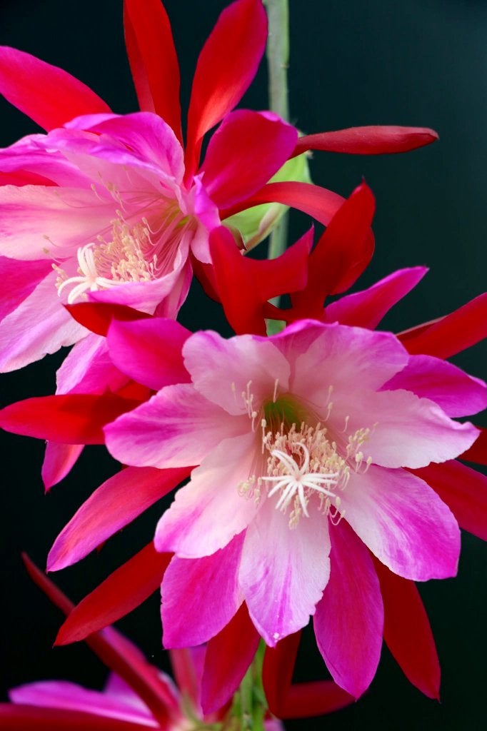 cactus - Epiphyllum Emmet Kelly, Ophalen of Verzenden, Cactus, Volle zon, Minder dan 100 cm