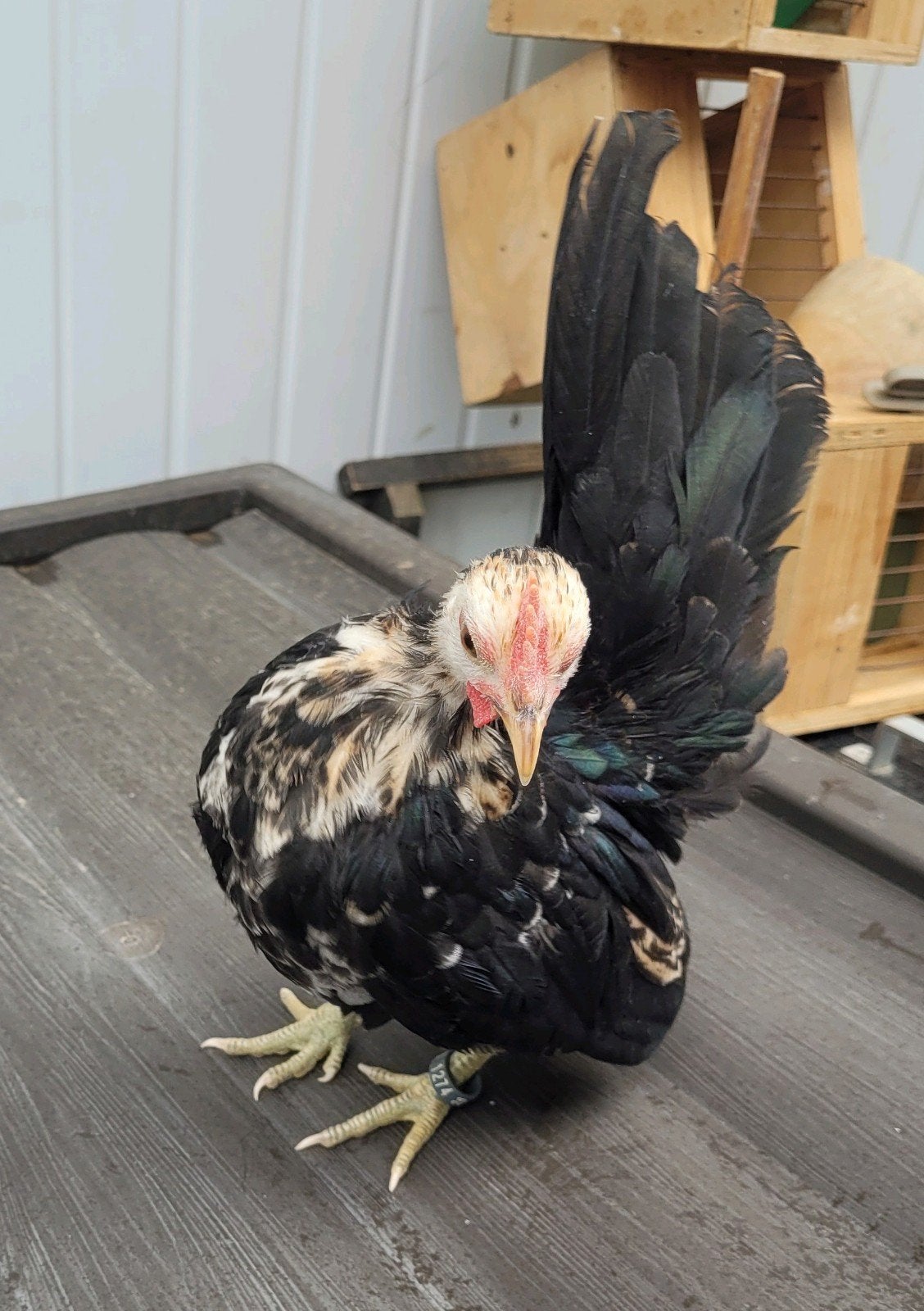 ayam serama haantje, Dieren en Toebehoren, Pluimvee, Mannelijk, Kip