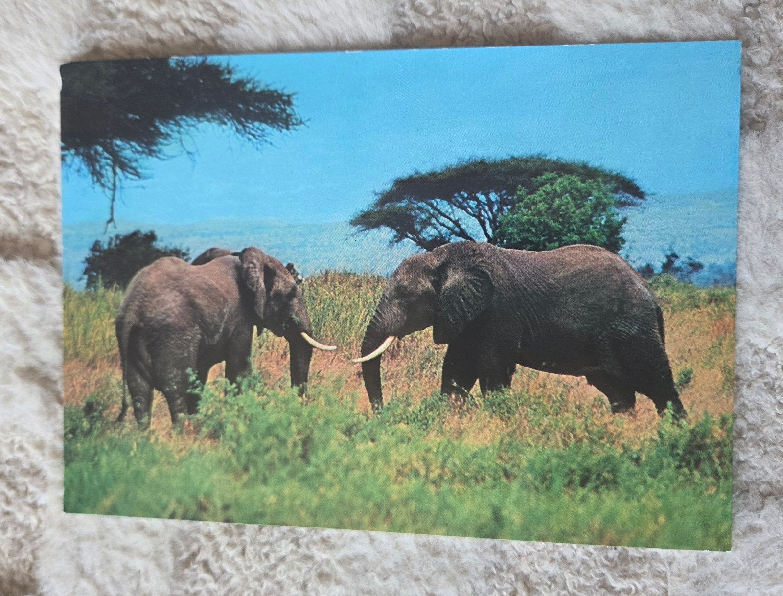 Olifanten in Afrika, Verzenden, 1960 tot 1980, Ongelopen, Wild dier