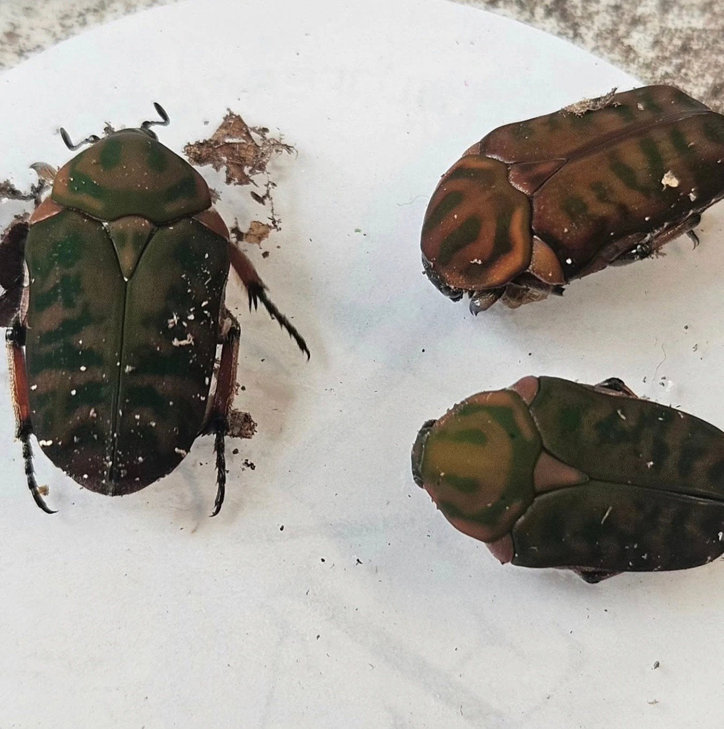Anelaphinis breviceps larven, Dieren en Toebehoren, Insecten en Spinnen