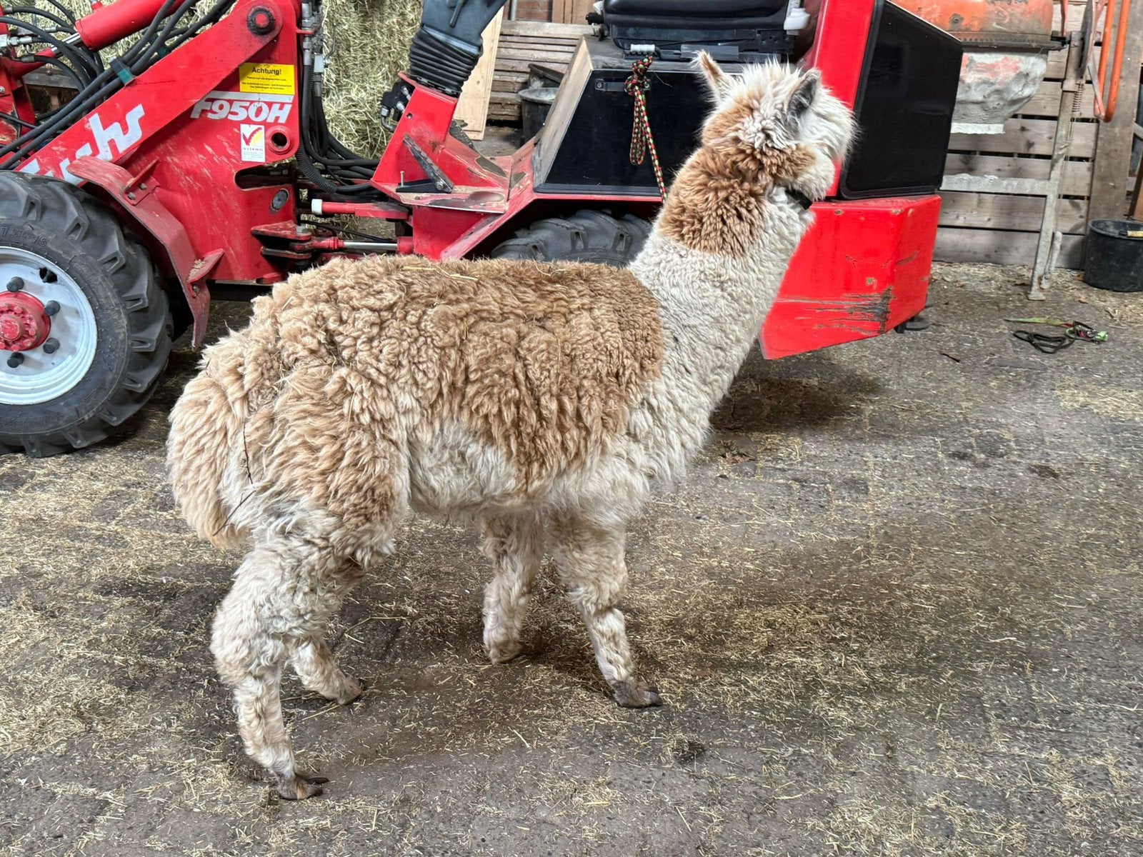 Bonte alpaca, Dieren en Toebehoren, Overige Dieren, Augustus, Mannelijk