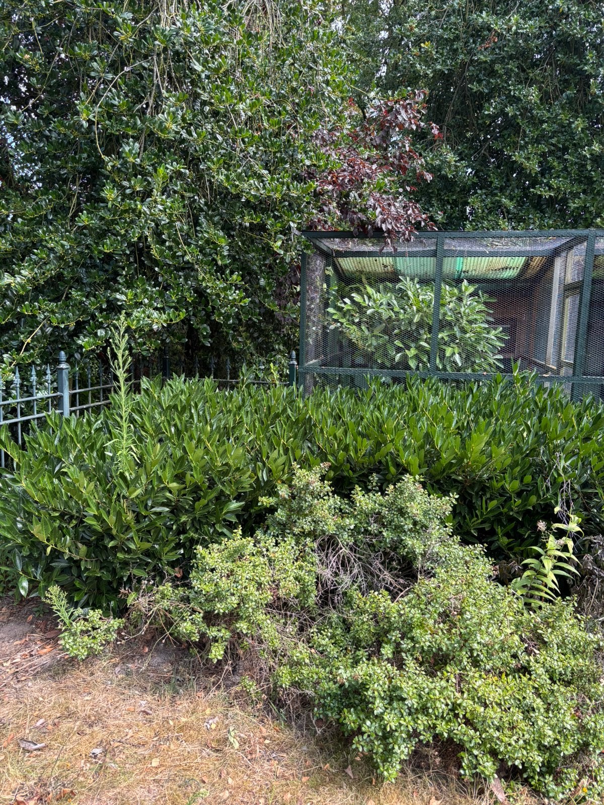 Vaste planten!!!, Ophalen, Overige soorten