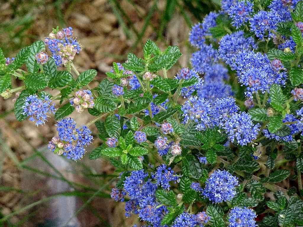 9 stuks Amerikaanse sering | Ceanothus repens  | Wintergroen, Ophalen of Verzenden, Overige soorten, Volle zon