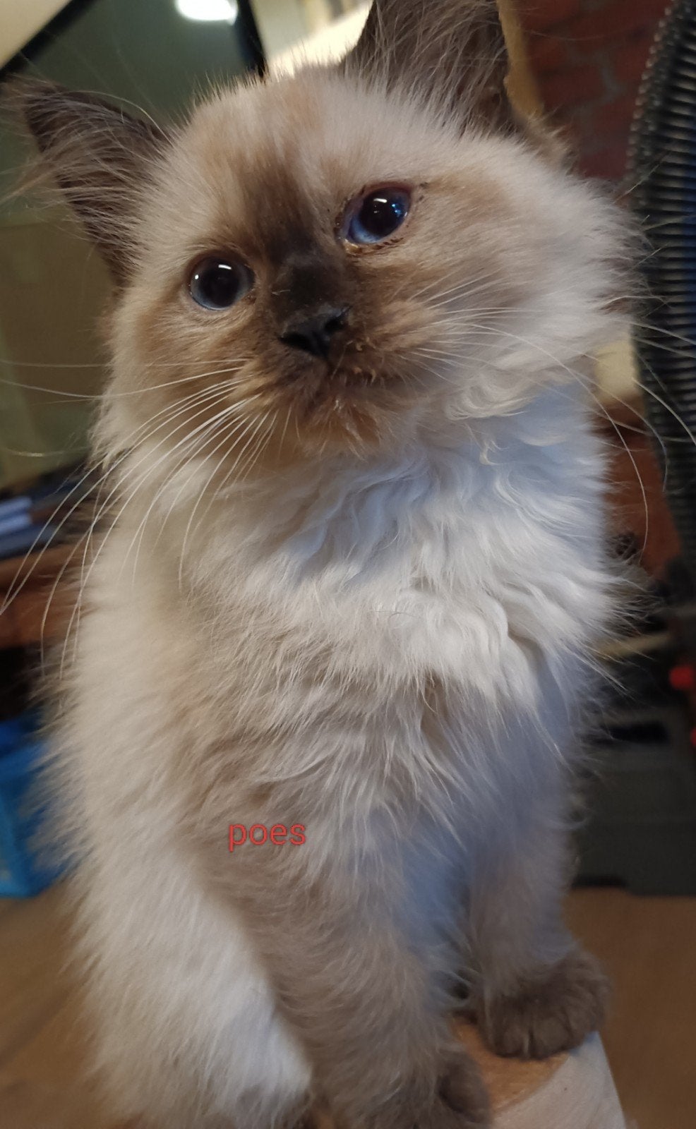 Kruising Ragdoll Main Coon en Noorse boskat, Dieren en Toebehoren, Meerdere dieren, Ontwormd