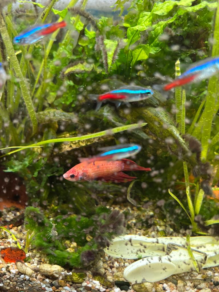 neon tetras, Vis, Zoetwatervis, Schoolvis