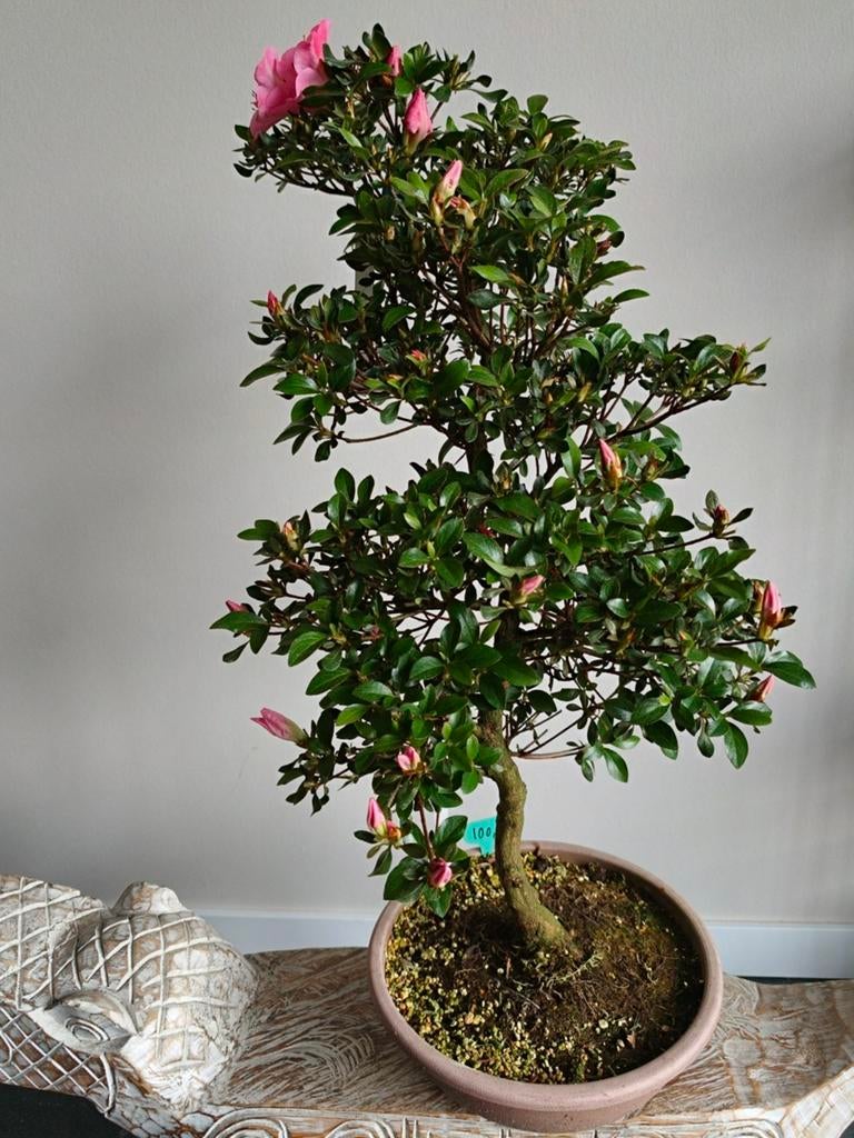 Satsuki Azalea Bonsai 75cm, Ophalen, Bloeit niet, Halfschaduw, Overige soorten
