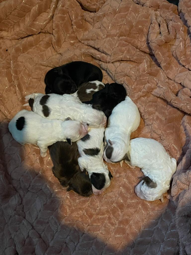 Boomer pups, 8 tot 15 weken, Meerdere, Meerdere dieren, Nederland