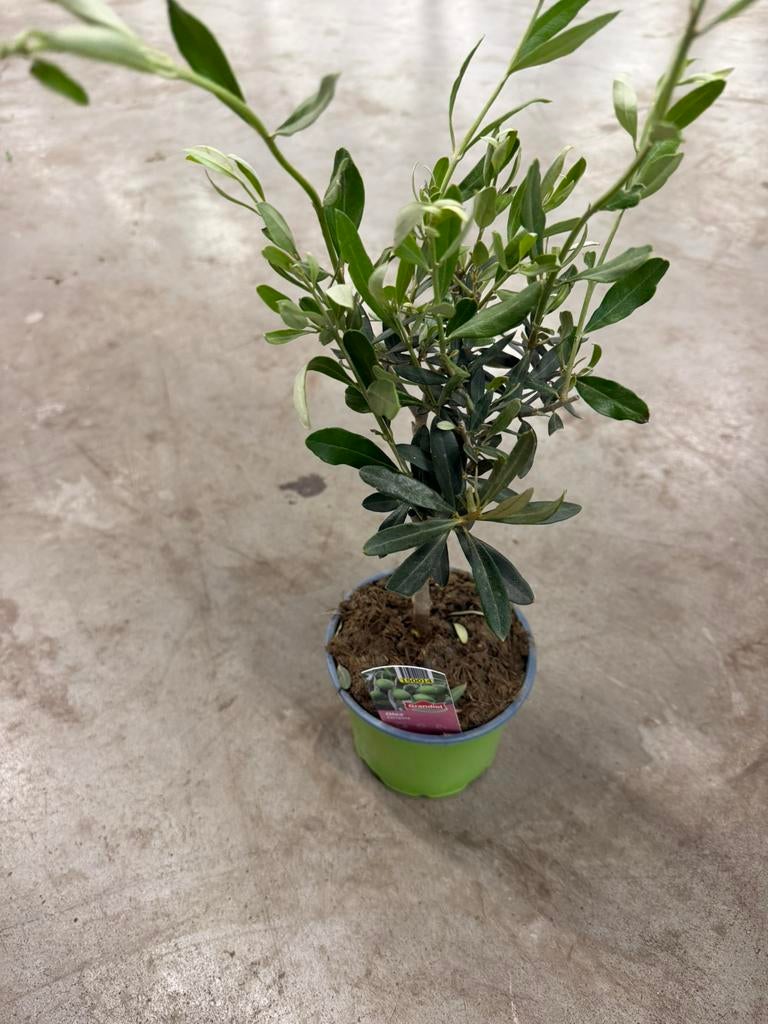 Olea Europaea, Ophalen of Verzenden, Minder dan 100 cm