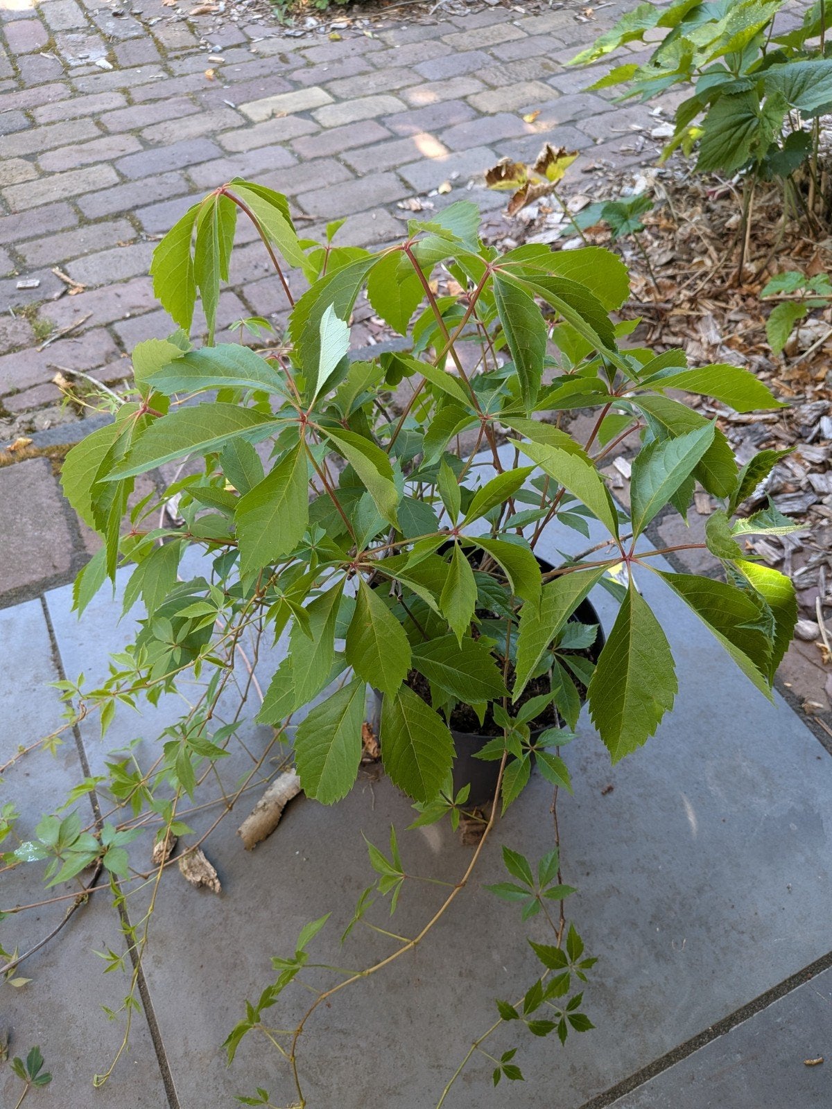 Klimplant: Wilde Wingerd (Parthenocissus quinquefolia), Tuin en Terras, Ophalen, Volle zon, Vaste plant, Bloeit niet