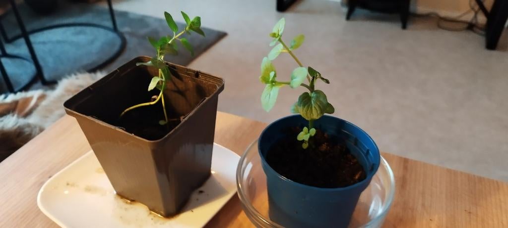 Chocolademunt plantjes - Heerlijk geurende kruiden, Ophalen, Vaste plant, Halfschaduw, Kruiden