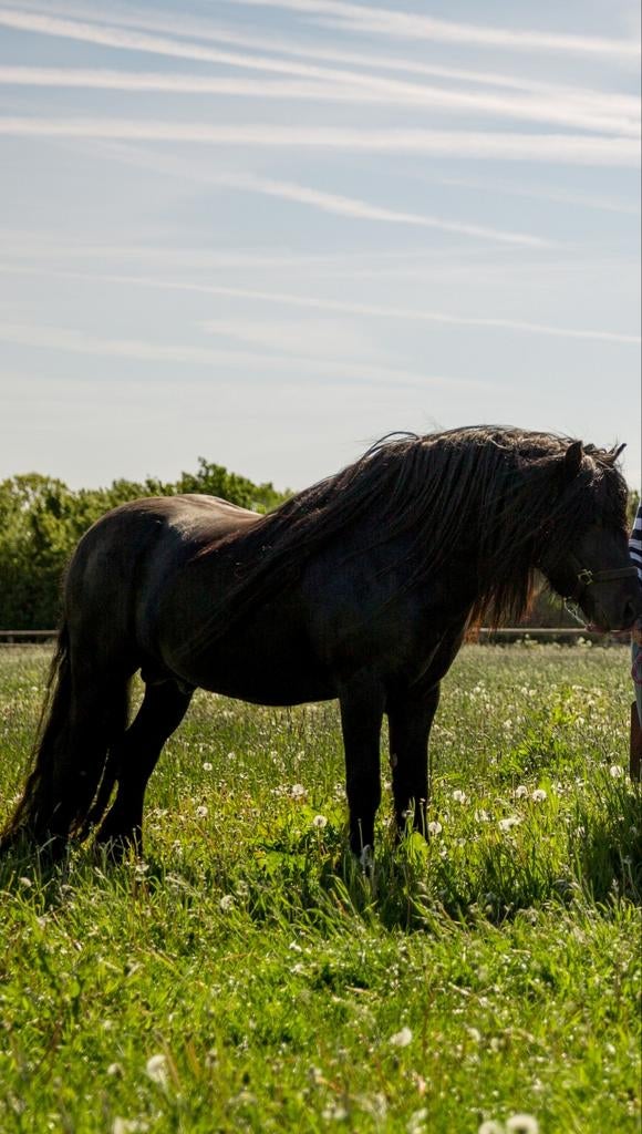 Fell pony ter Dekking, Dieren en Toebehoren, Hengst, Minder dan 160 cm, Recreatiepaard