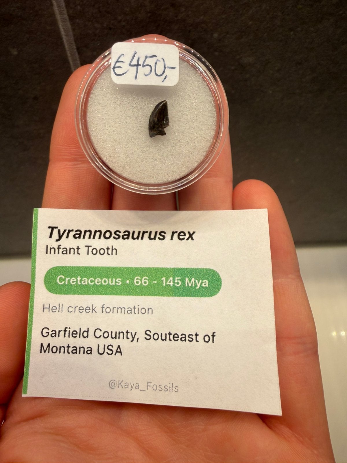 Baby T-Rex tand - Tyrannosaurus Rex fossiel, Ophalen of Verzenden, Fossiel