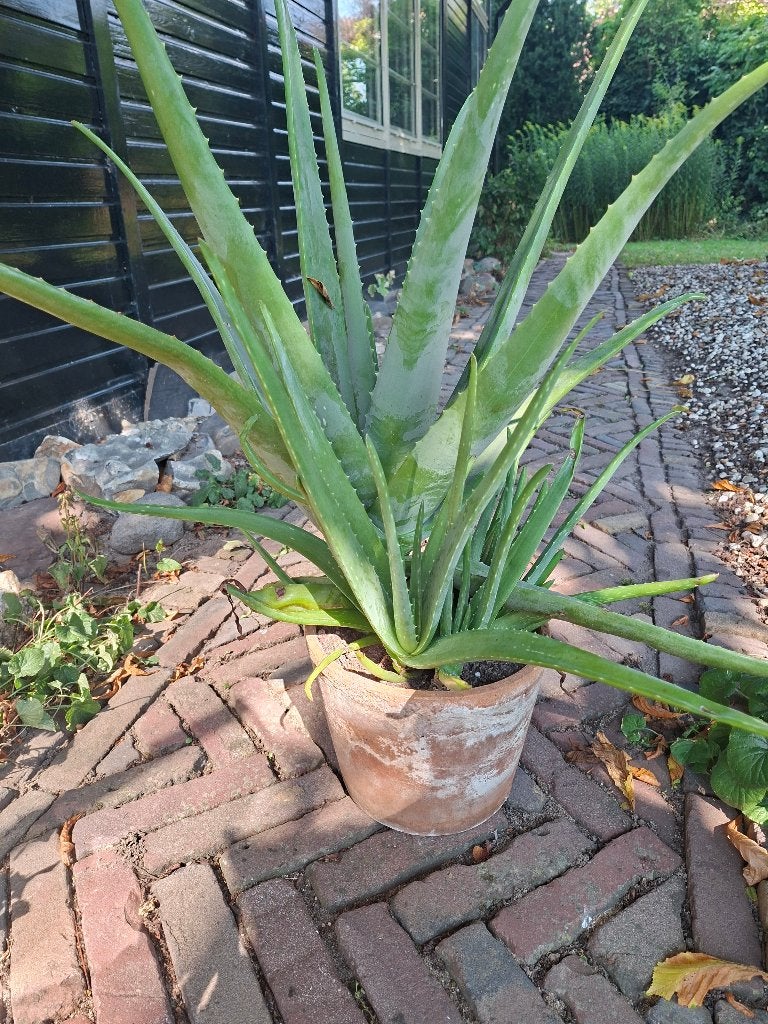 tuinplanten, Tuin en Terras, Planten | Tuinplanten, Ophalen, Volle zon, Vaste plant, Kruiden