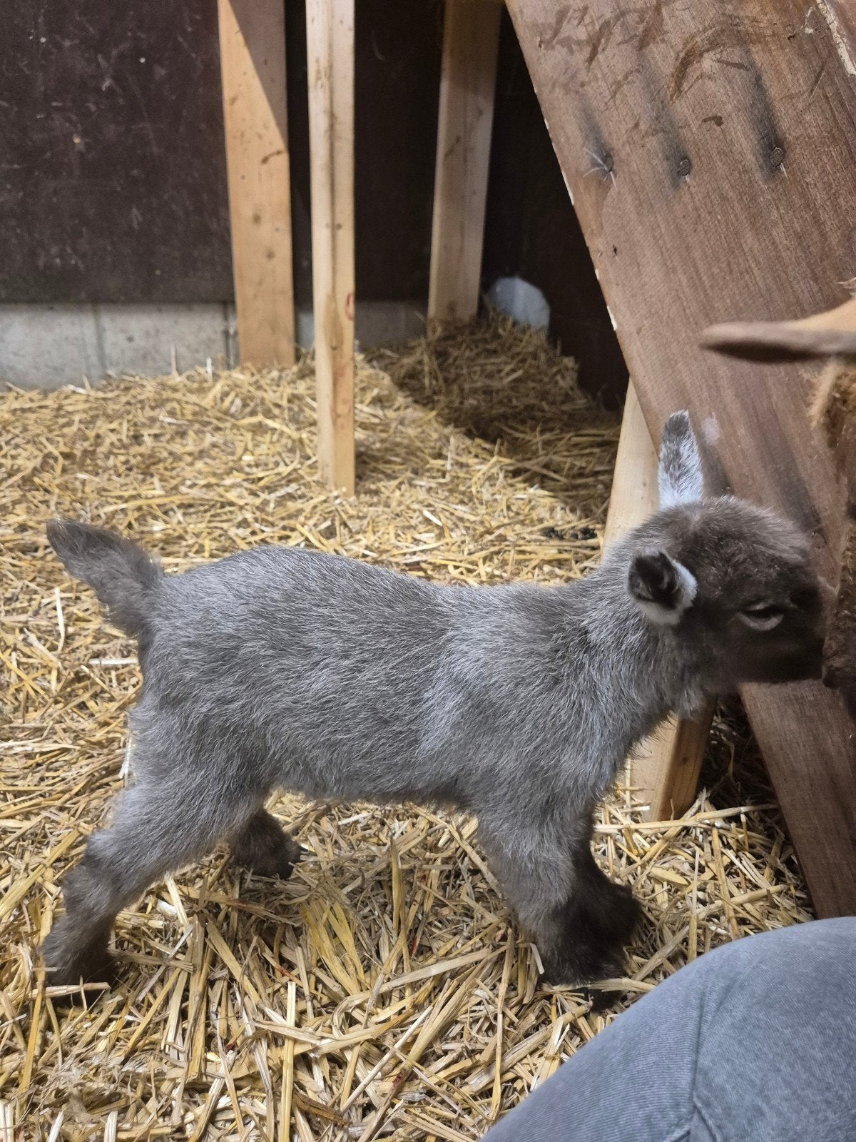 Mooie bokjes zoeken nieuw huis