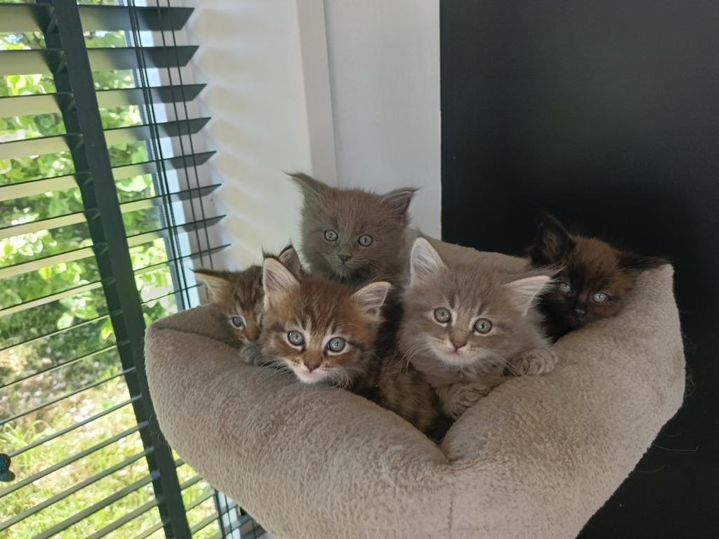 Maine Coon x Ragdoll kittens, Dieren en Toebehoren, Katten en Kittens | Raskatten | Langhaar, Meerdere dieren, Ontwormd