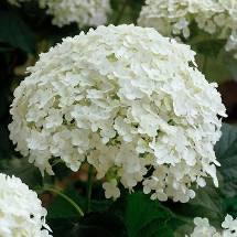 Hortensia's, verschillende soorten, Ophalen, Hortensia, Struik, Minder dan 100 cm