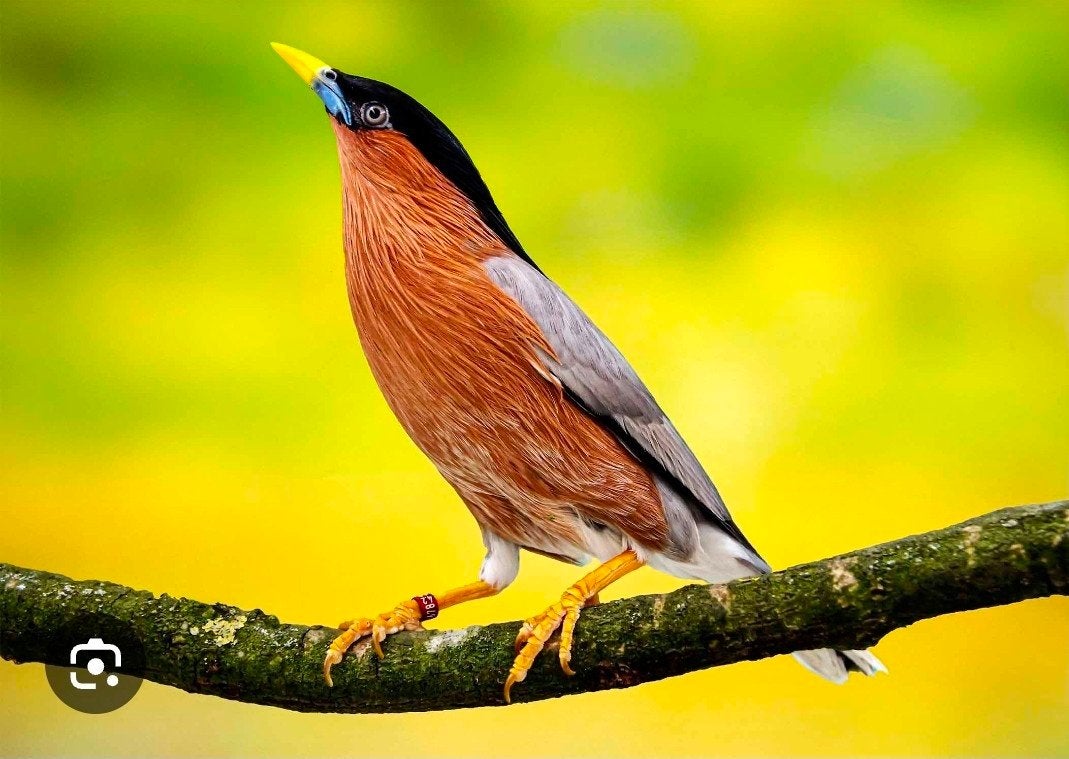 pagodespreeuwen, pagodespreeuw, Meerdere dieren