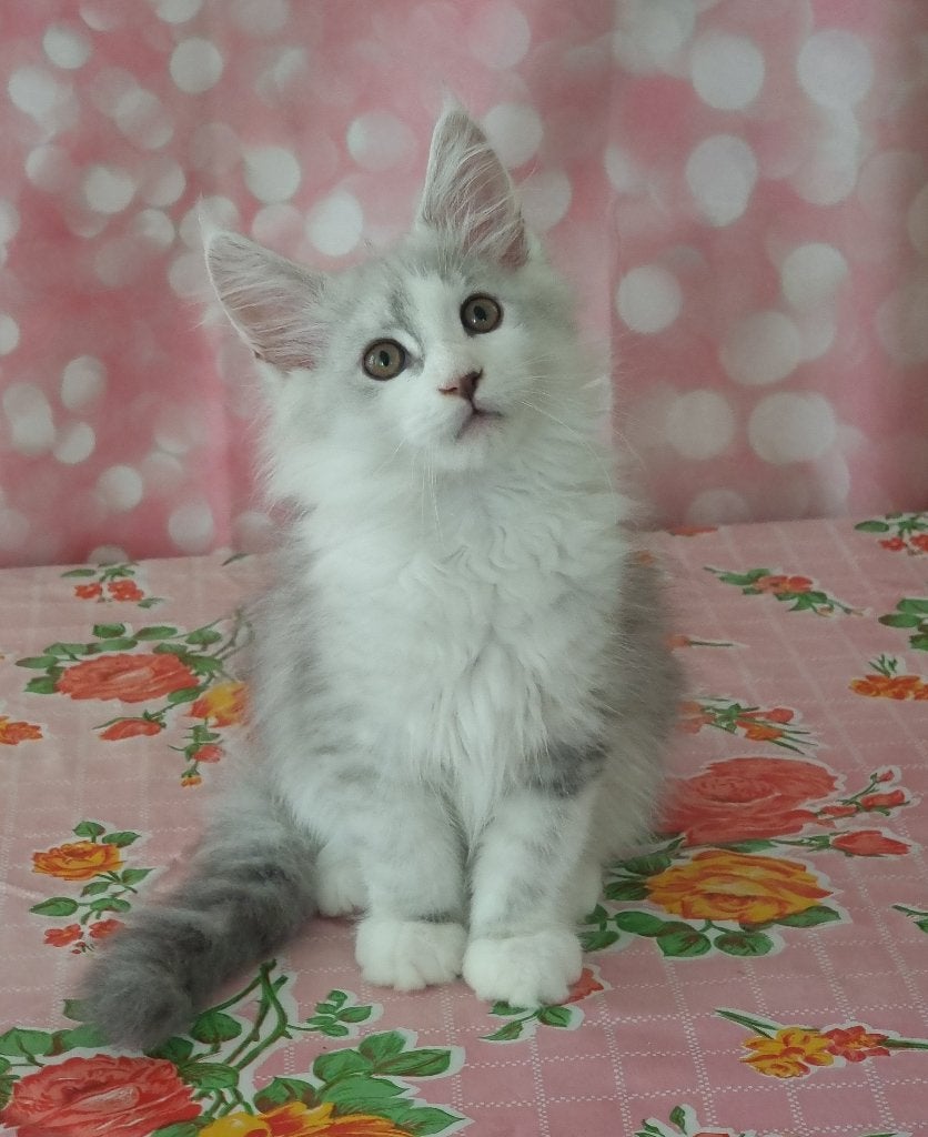 Bijzonder mooie Maine Coon kittens met stamboom, Meerdere dieren, Met stamboom, 0 tot 2 jaar