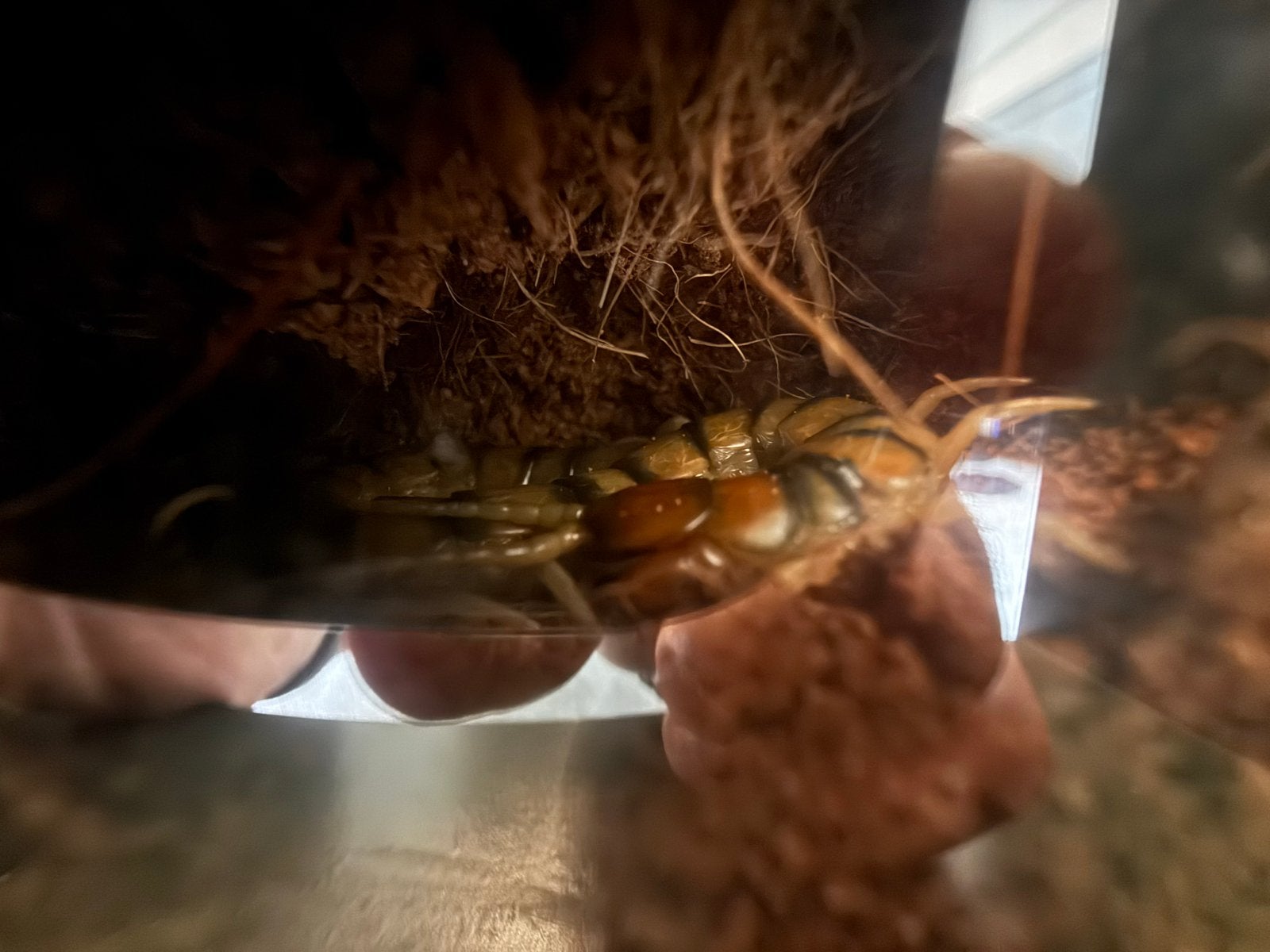 ethmostigmus trigonopodus, Dieren en Toebehoren