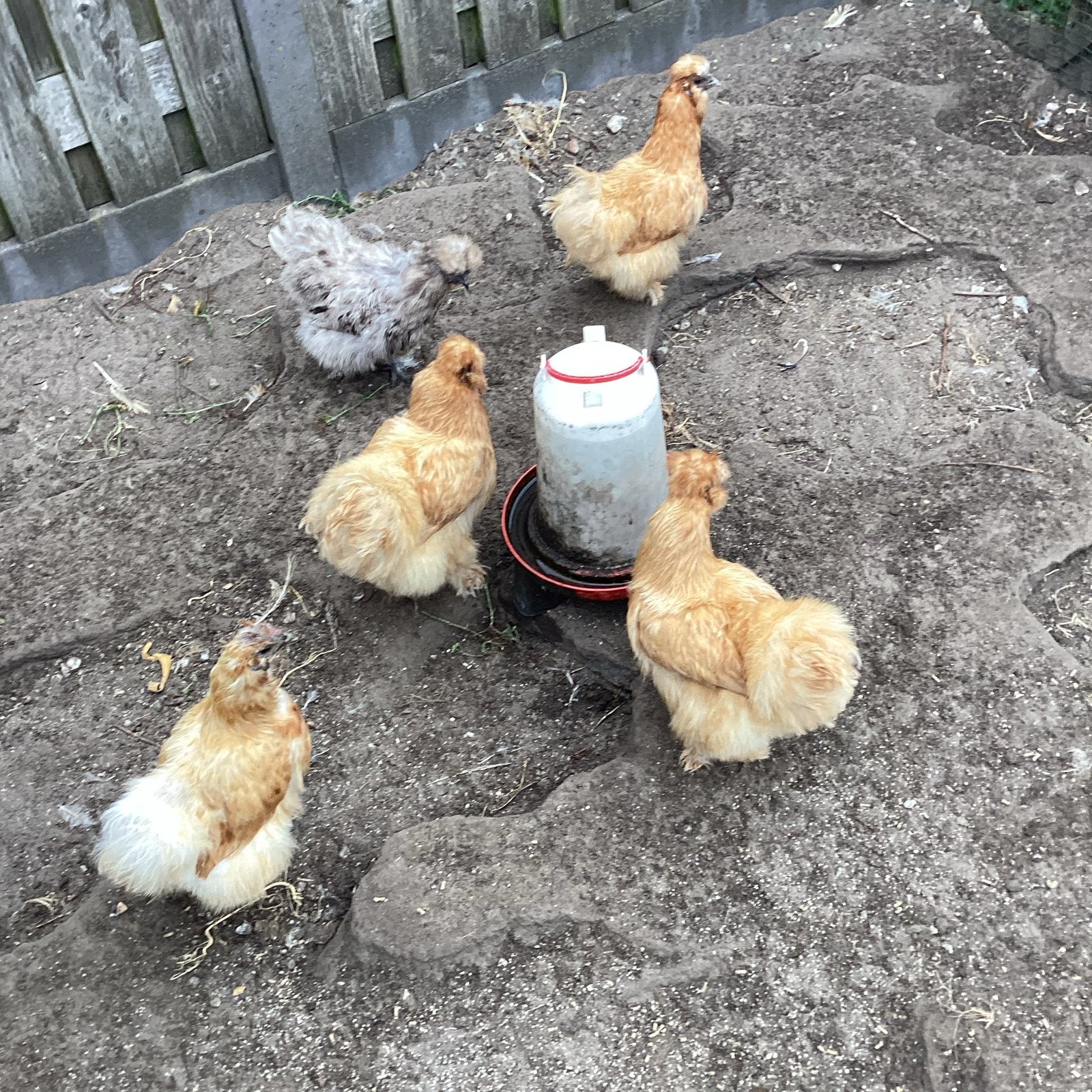 Zijdehoender te koop, Dieren en Toebehoren, Pluimvee, Vrouwelijk, Kip