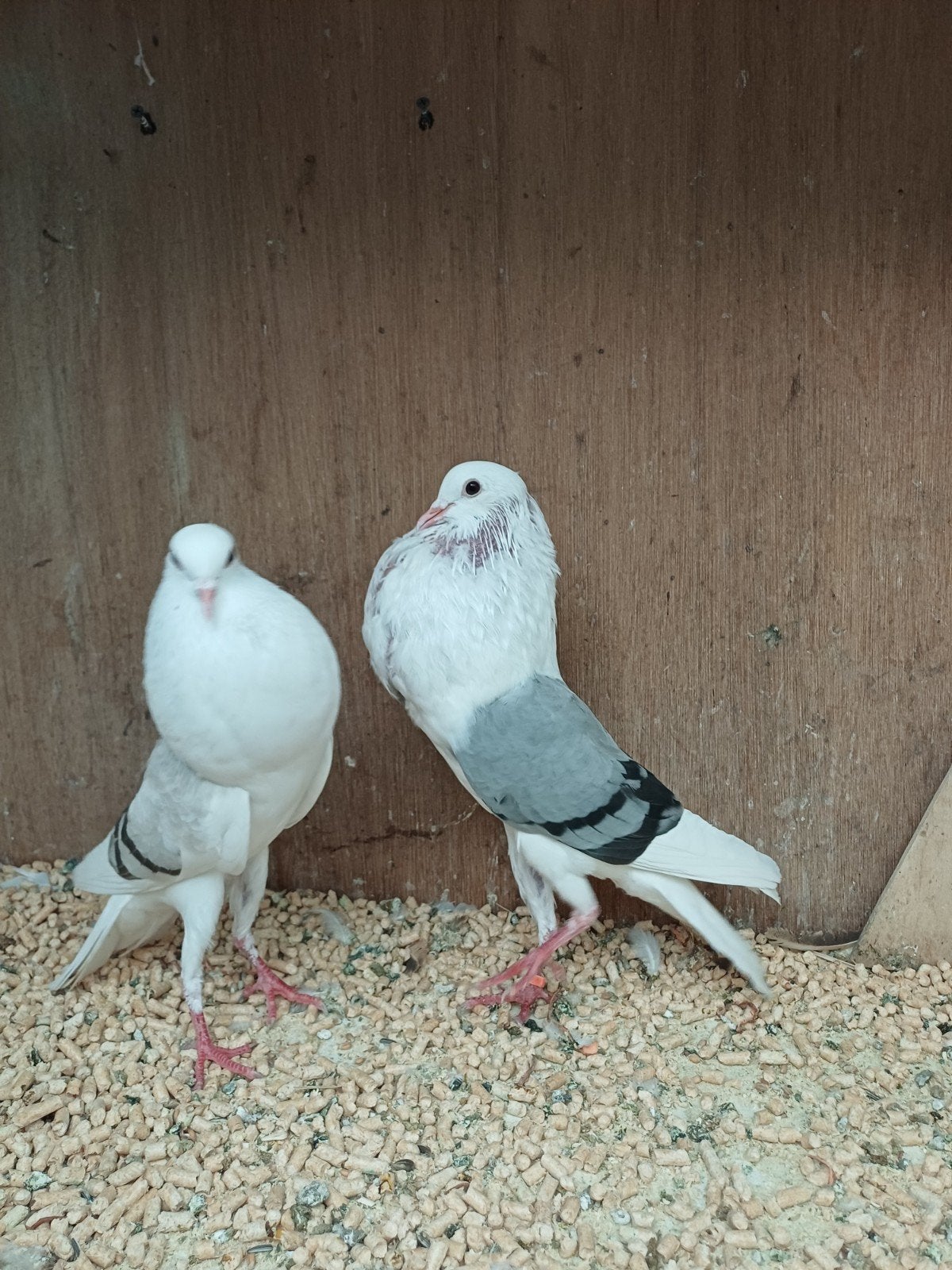 sierduiven div rassen zie fotos, Dieren en Toebehoren