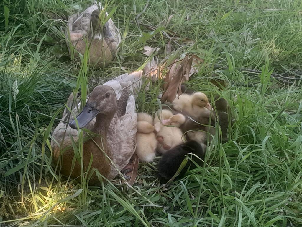 Loopeenden kuikens , pulletjes, Dieren en Toebehoren, Geslacht onbekend, Eend