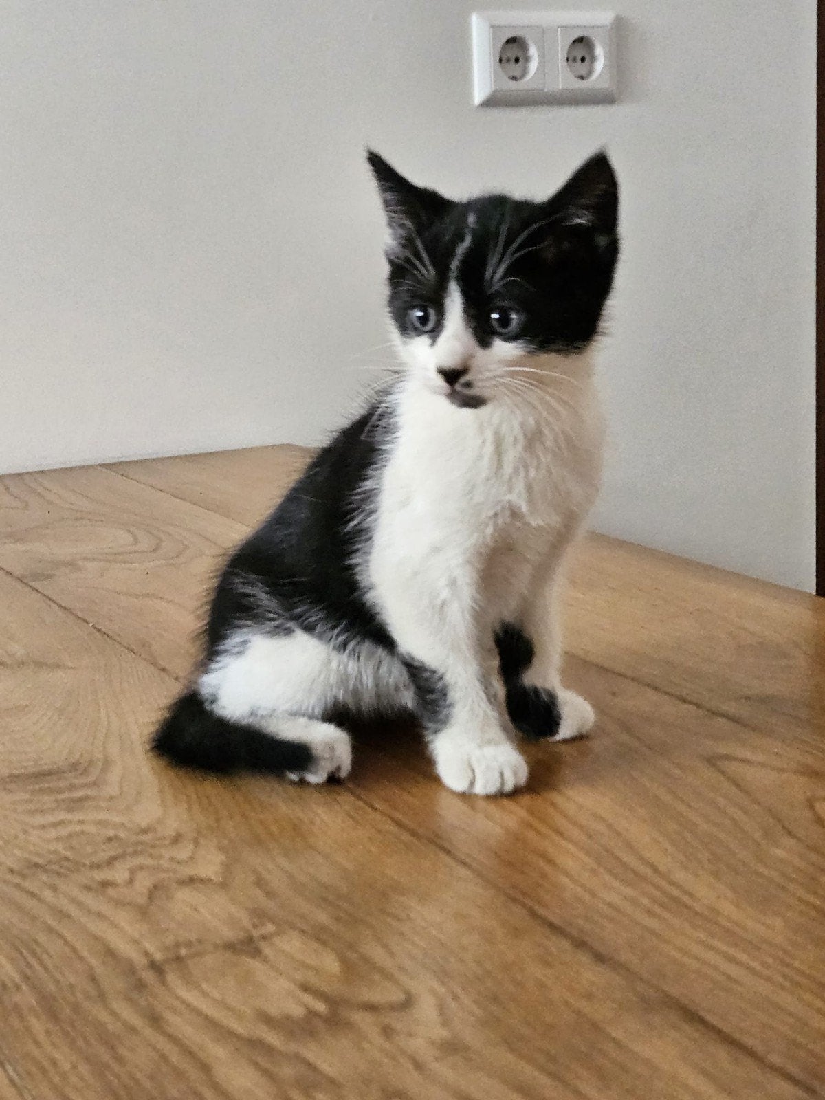 Europees kortharige Zwart-Wit katertje., Dieren en Toebehoren, Katten en Kittens | Raskatten | Korthaar, Kater, Ontwormd