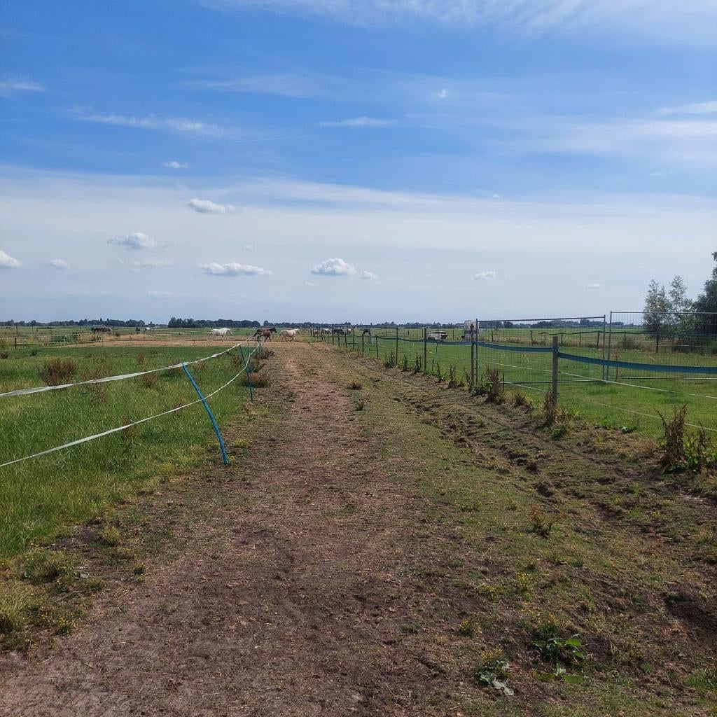 Plek voor merrie op klein paardenparadijsje, Weidegang, 1 paard of pony