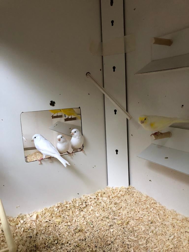 Witte en gele kanaries., Dieren en Toebehoren, Meerdere dieren, Kleurkanarie
