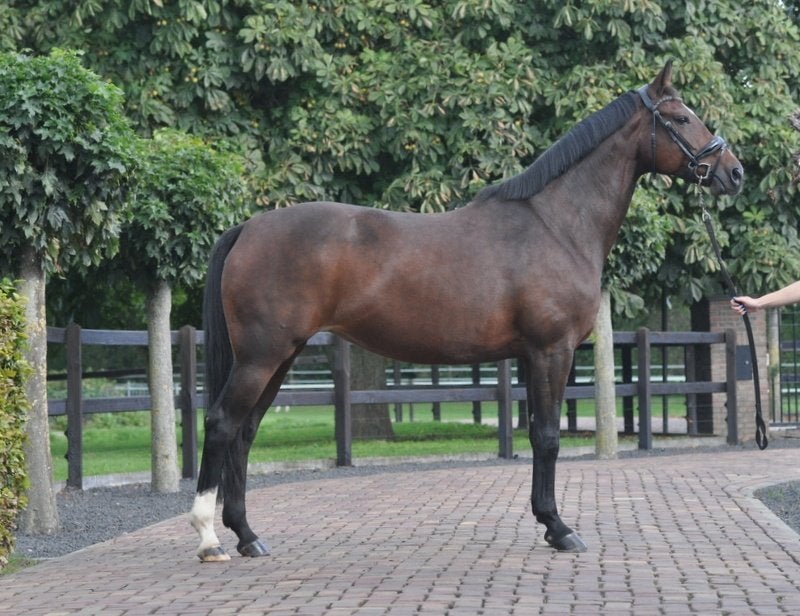 9 jarige merrie, Merrie, Met stamboom, M, Dressuurpaard